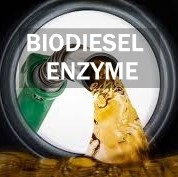 قیمت خوب فعالیت تولید بیودیزل مسیرهای متابولیک لیپید آنزیم لیپاز آنلاین