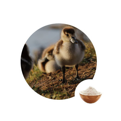 قیمت خوب 10000u G Glucose Oxidases in Industrial Food Ec number 1.1.3.4 آنزیم های طیور آنلاین